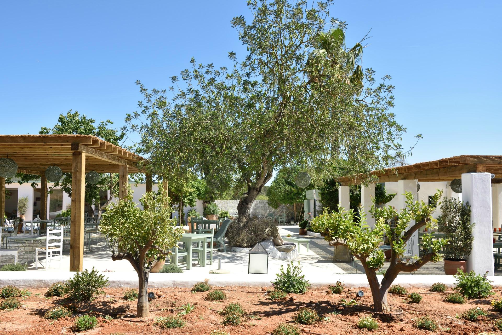 Pergola en olijfbomen bij Aubergine Ibiza