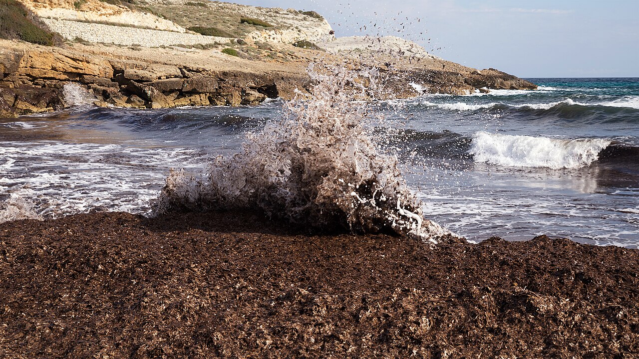 Het zandstrand en de duinen van Cala Mitjana Mallorca