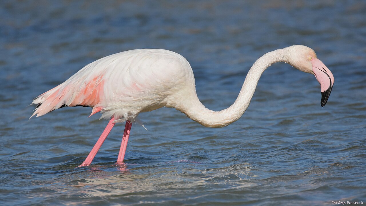 La Escollera Ibiza: lunchparel aan Es Cavallet (compleet 2026) 2 Flamingo in het natuurpark Ses Salines op Ibiza