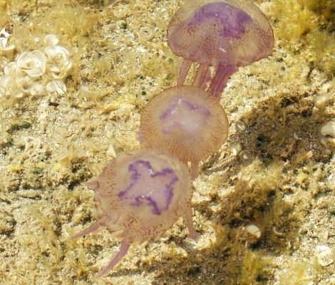 Paarse kwallen (Pelagia noctiluca) in de Middellandse Zee