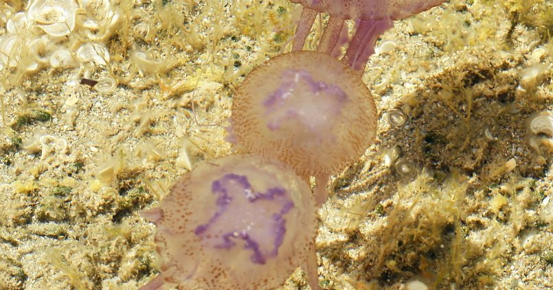 Paarse kwallen (Pelagia noctiluca) in de Middellandse Zee