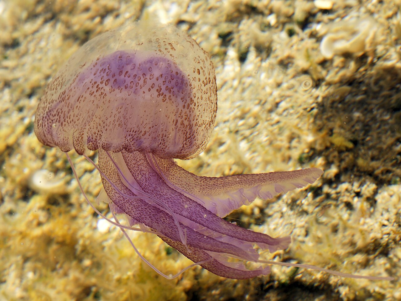 Pelagia noctiluca — de paarse kwal, meest voorkomend rond Ibiza