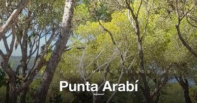 Pad met witte kraampjes onder pijnbomen bij Punta Arabí hippiemarkt Es Canar, Ibiza