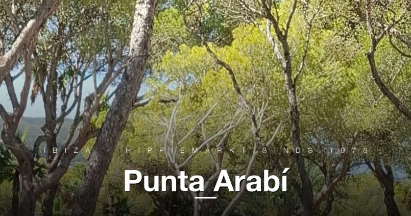 Pad met witte kraampjes onder pijnbomen bij Punta Arabí hippiemarkt Es Canar, Ibiza