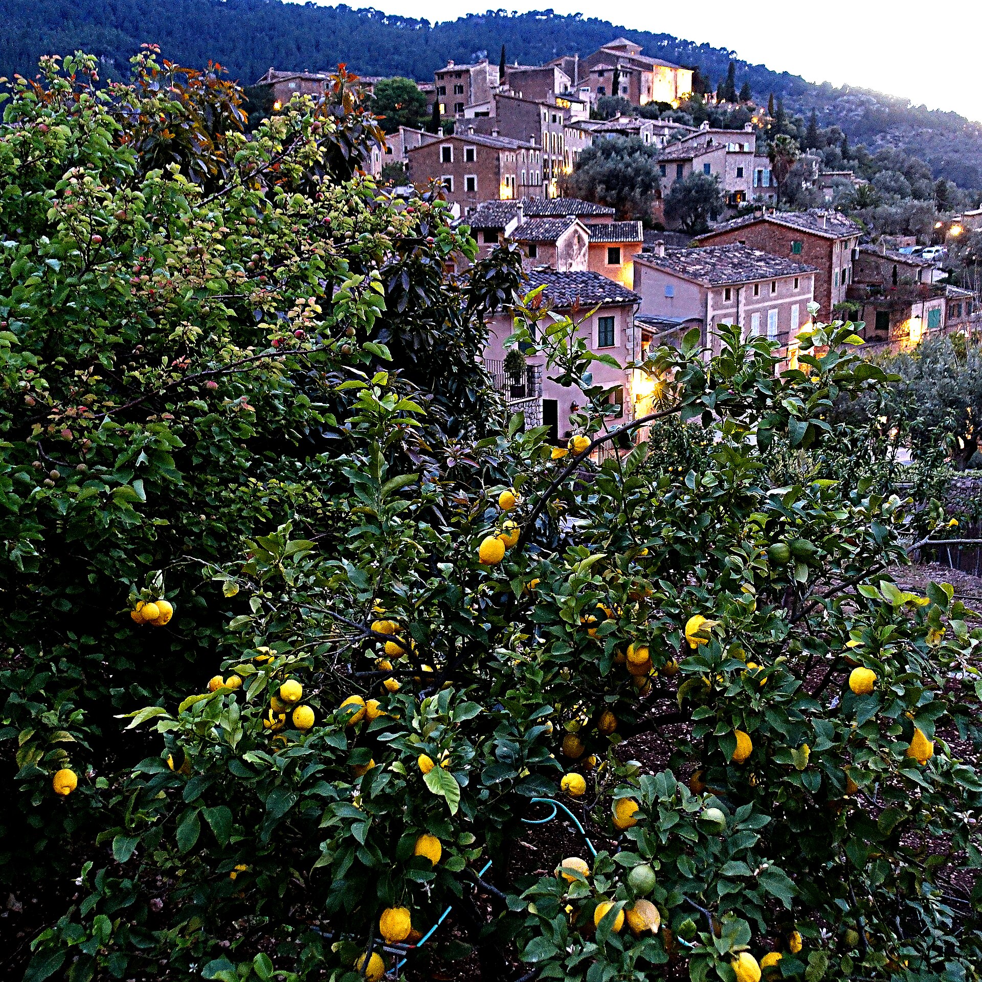 Het Tramuntana-dorpje Deià met citroenbomen