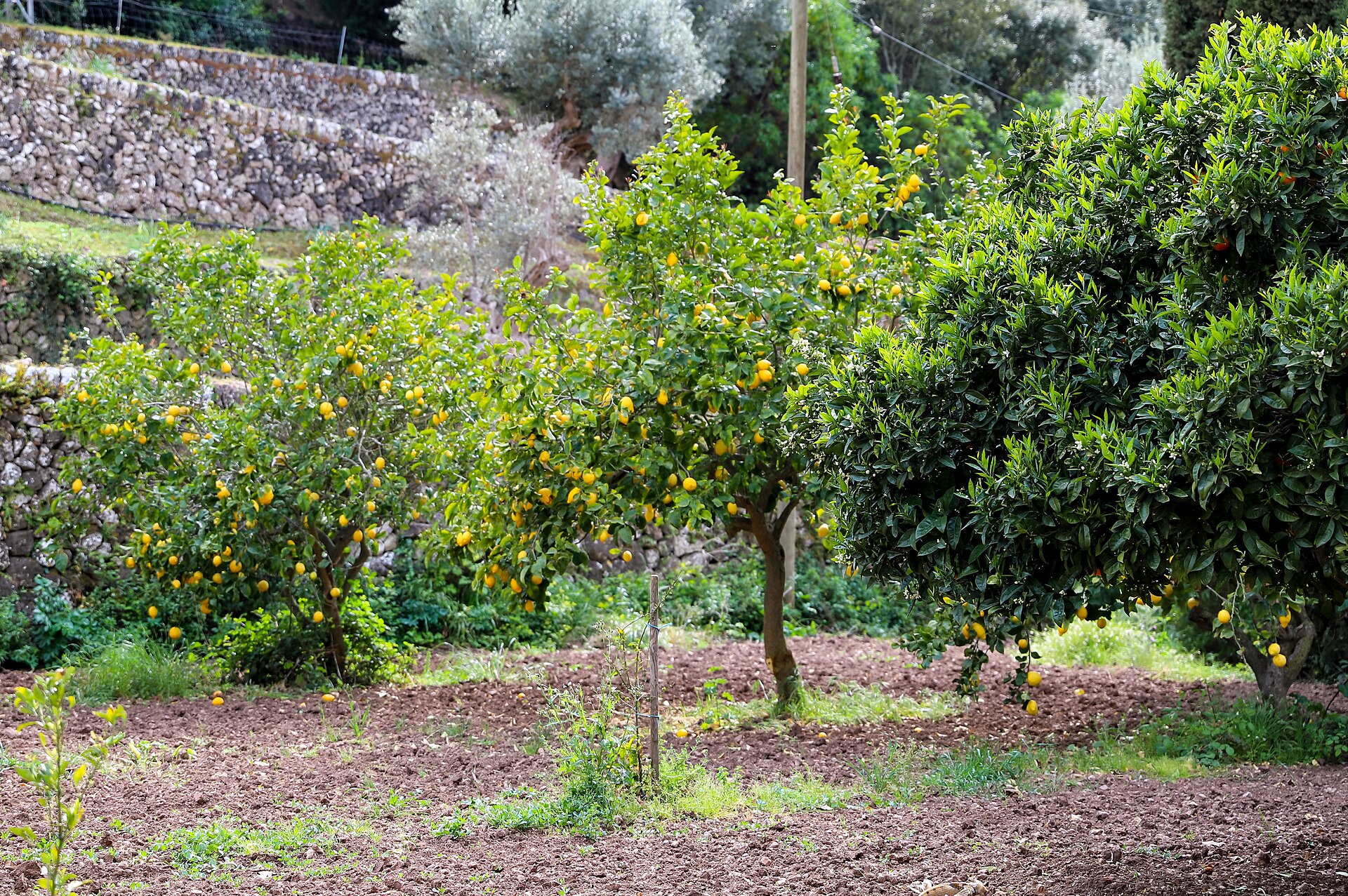 Valldemossa op Mallorca