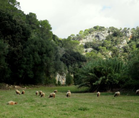 Ferreries Menorca, Menorca