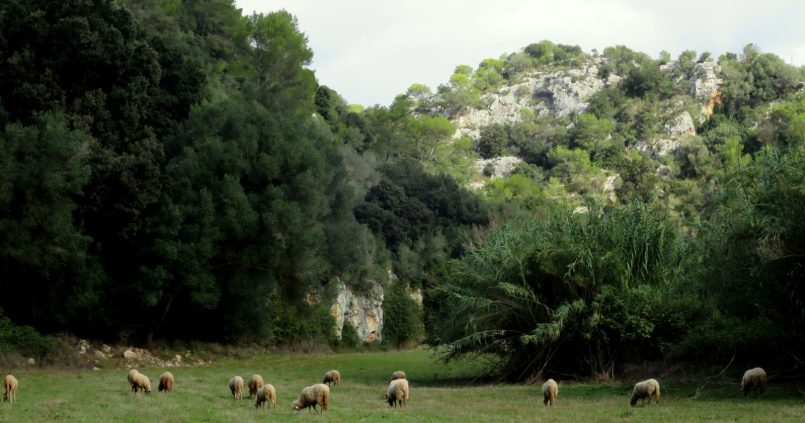 Ferreries Menorca, Menorca