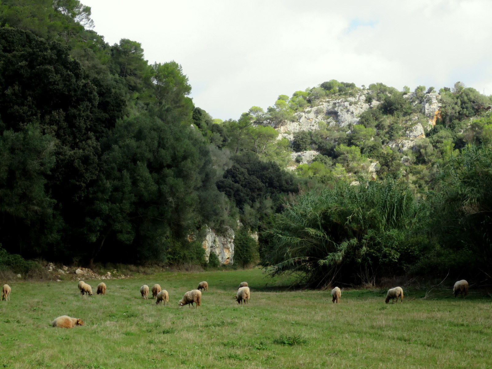 Ferreries Menorca: het hoogste dorp met markt en ambacht 1 Ferreries Menorca, Menorca