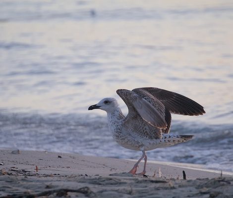 Playa d'en Bossa op Ibiza