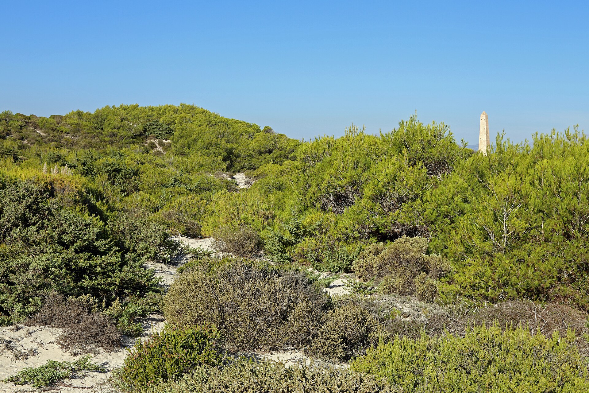 Playa de Muro Mallorca: het beste familiestrand aan de baai van Alcúdia 2 De lage duinen achter Playa de Muro, Mallorca