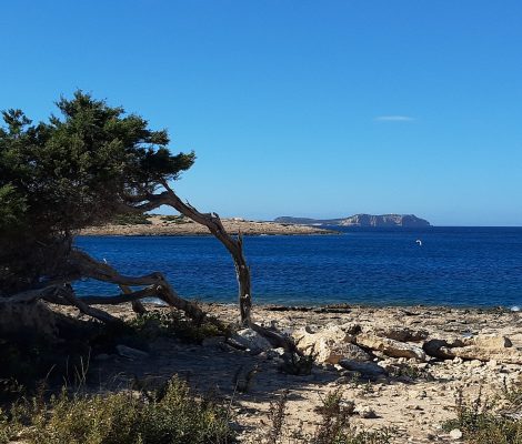Port des Torrent aan de westkust van Ibiza met pijnboom en baai