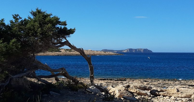 Port des Torrent aan de westkust van Ibiza met pijnboom en baai