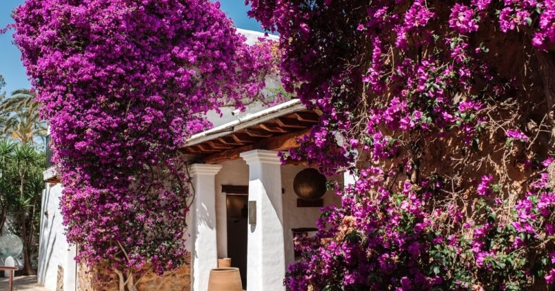 De met bougainvillea overdekte finca van Atzaró op Ibiza