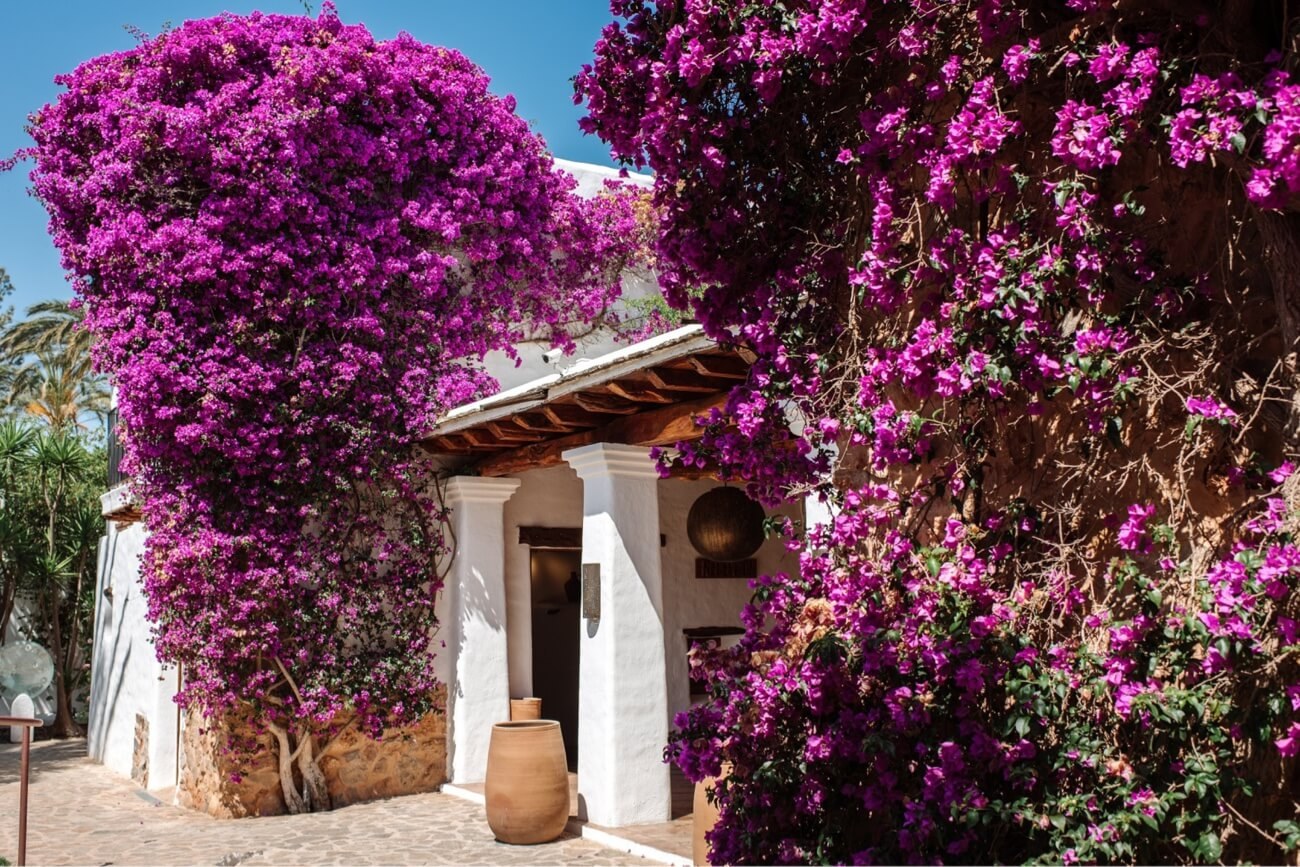 De witte finca van Atzaró op Ibiza, overdekt met paarse bougainvillea, met terracotta potten op een geplaveide binnenplaats