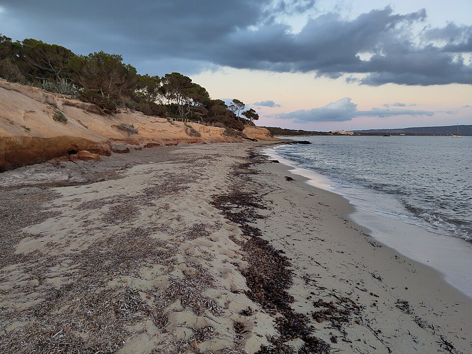 Platja de Migjorn op Formentera met de eenzame pijnboom El Pi del Català