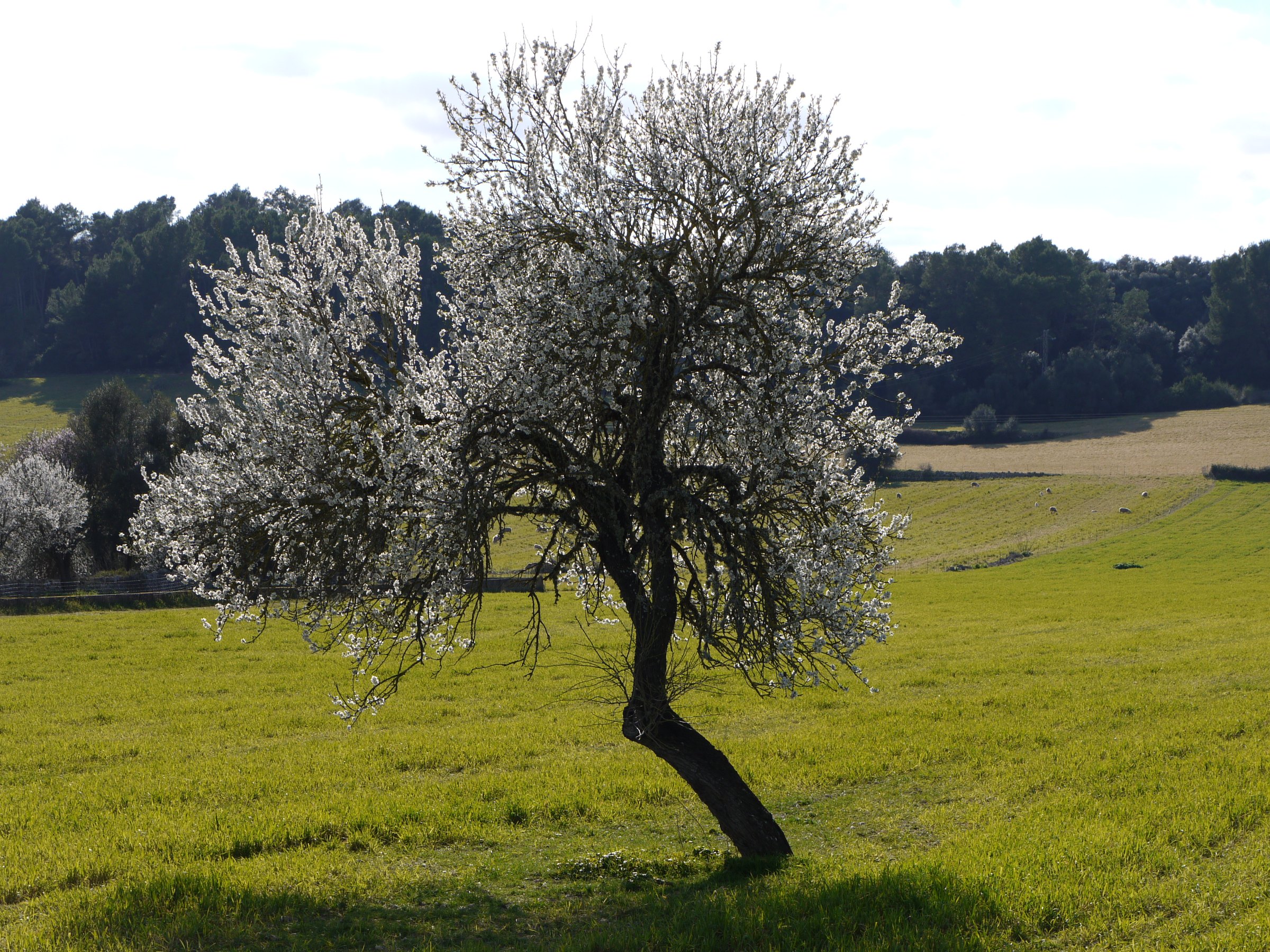 Bloeiende amandelboom in een groen veld bij Pina op Mallorca in februari