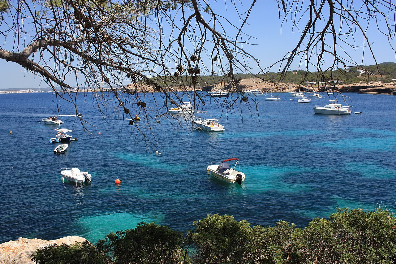 Cala Bassa Ibiza: het strand, bus P5 en de boot uit Sant Antoni 5 De rotsrand van Cala Bassa op Ibiza met aangemeerde bootjes in het ondiepe turquoise water en een dennentak op de voorgrond