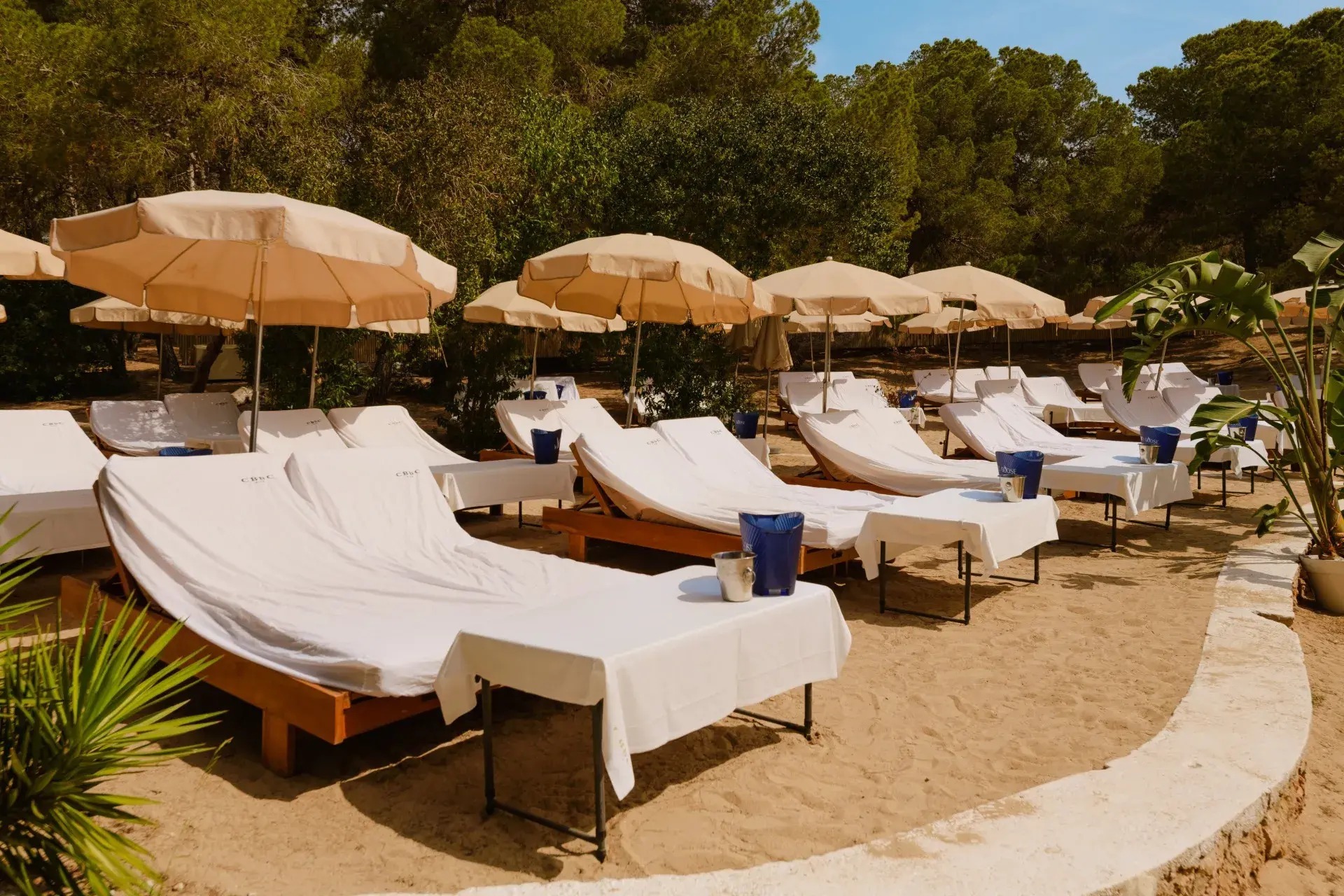 Cala Bassa Ibiza: het strand, bus P5 en de boot uit Sant Antoni 3 Ligbedden en parasols op het zand van Cala Bassa met het dennenbos dat tot vlak achter de eerste rij doorloopt