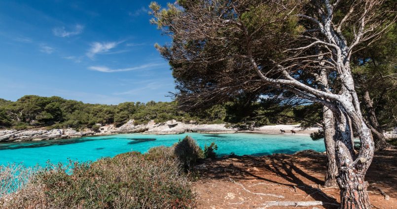 Cala en Turqueta op Menorca: turquoise water en wit zand, gezien vanaf de rotsen onder een verweerde pijnboom