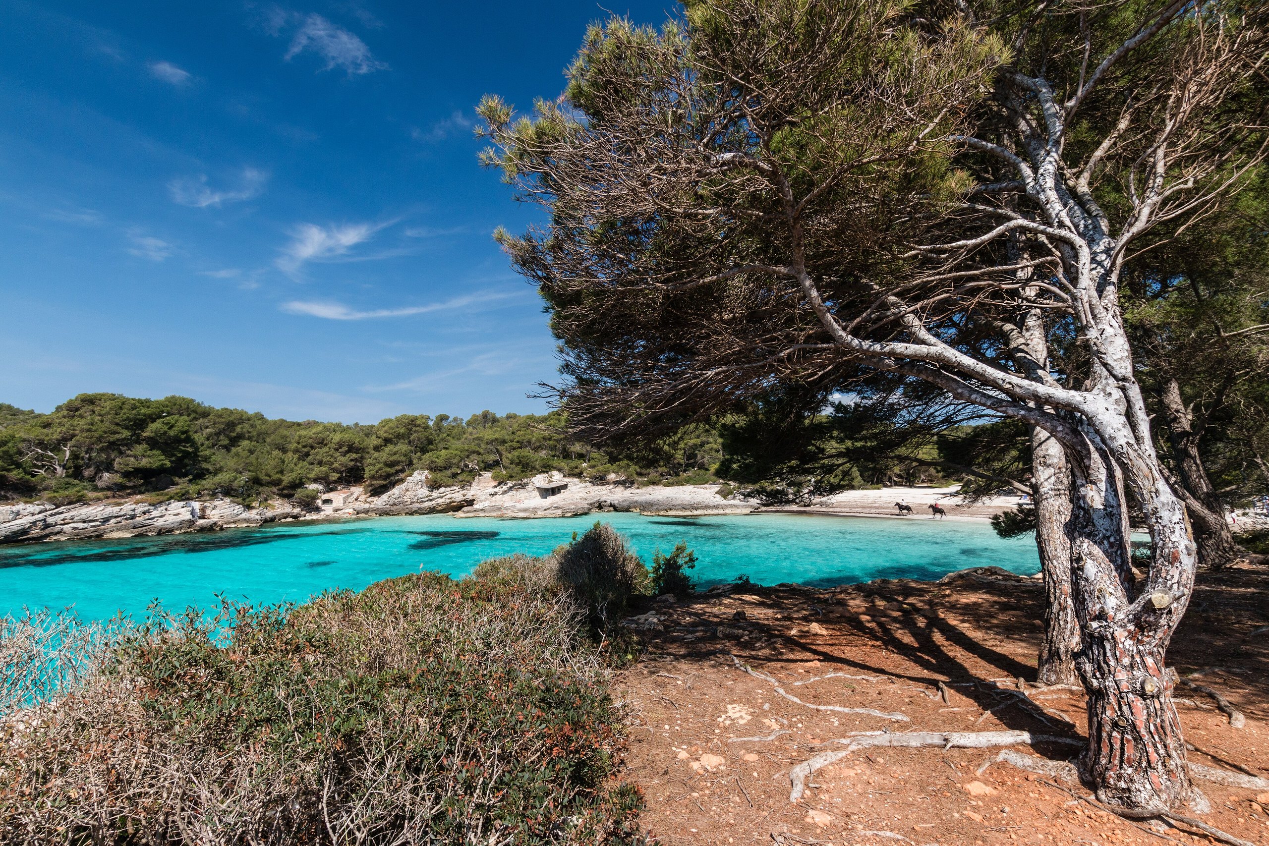 Cala en Turqueta op Menorca: turquoise water en wit zand, gezien vanaf de rotsen onder een verweerde pijnboom