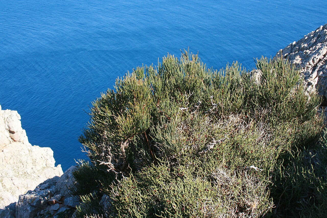 De Ma-2210 langs de kliffen van het schiereiland Formentor op Mallorca