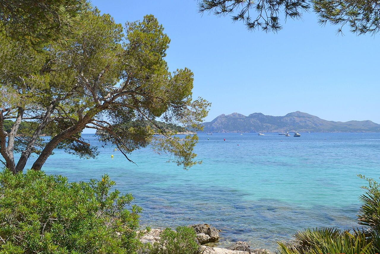 Dennenbomen aan de Platja de Formentor met zicht op de baai van Pollença