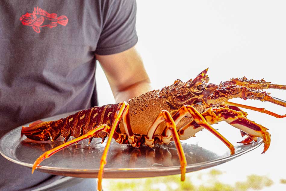 Cap Roig Menorca: zeevruchten op de klif bij Sa Mesquida 5 Cap Roig Menorca, foto 4