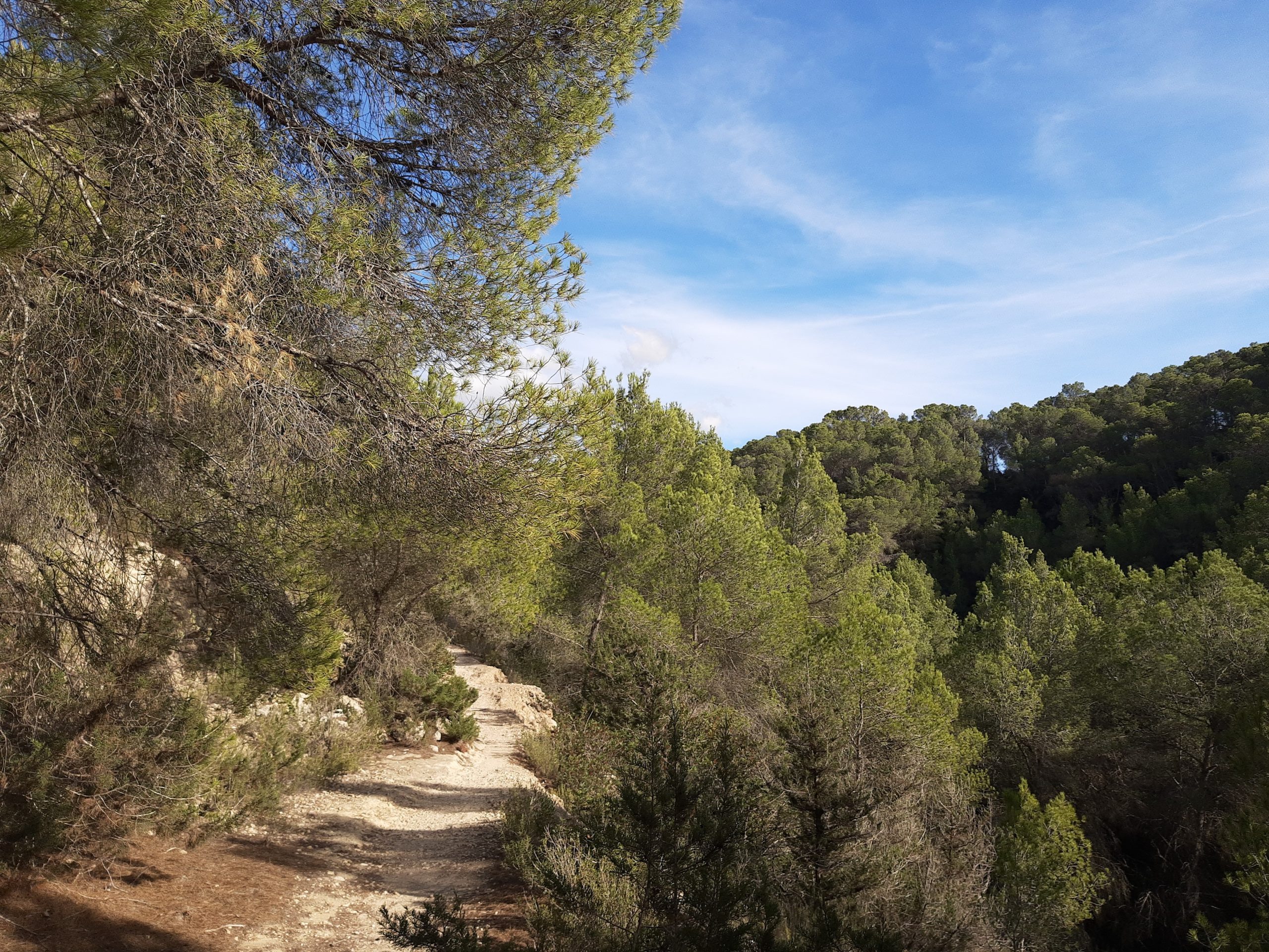 Een smal wandelpad door pijnbomen en sabina's langs de noordkust van Ibiza
