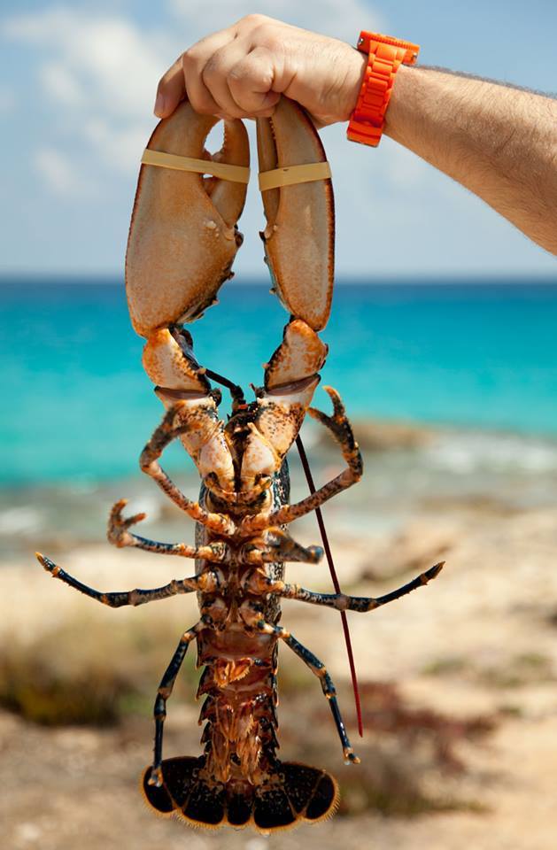Restaurante Es Caló Formentera: verse vis aan het haventje van Sant Agustí 3 Een verse langoest wordt omhooggehouden voor de turquoise zee bij Restaurante Es Caló