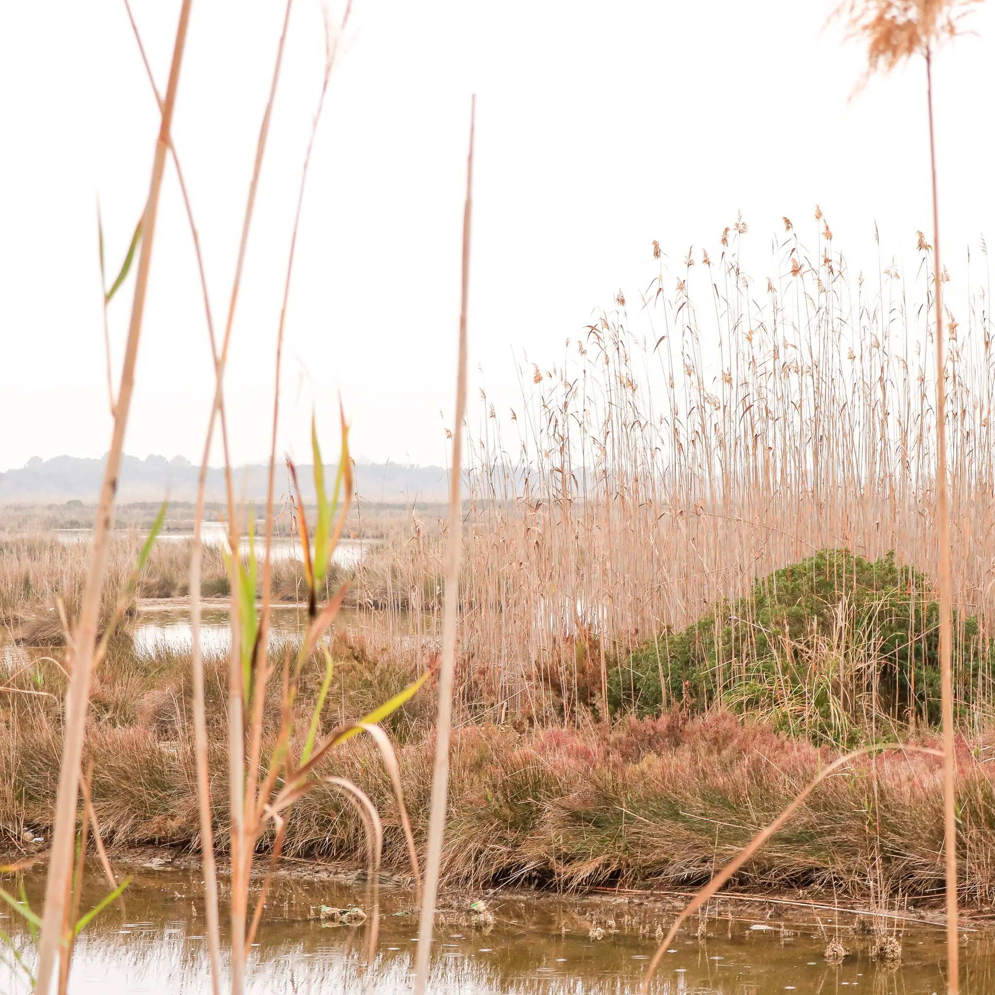 Het riet van natuurpark s'Albufera bij Playa de Muro op Mallorca