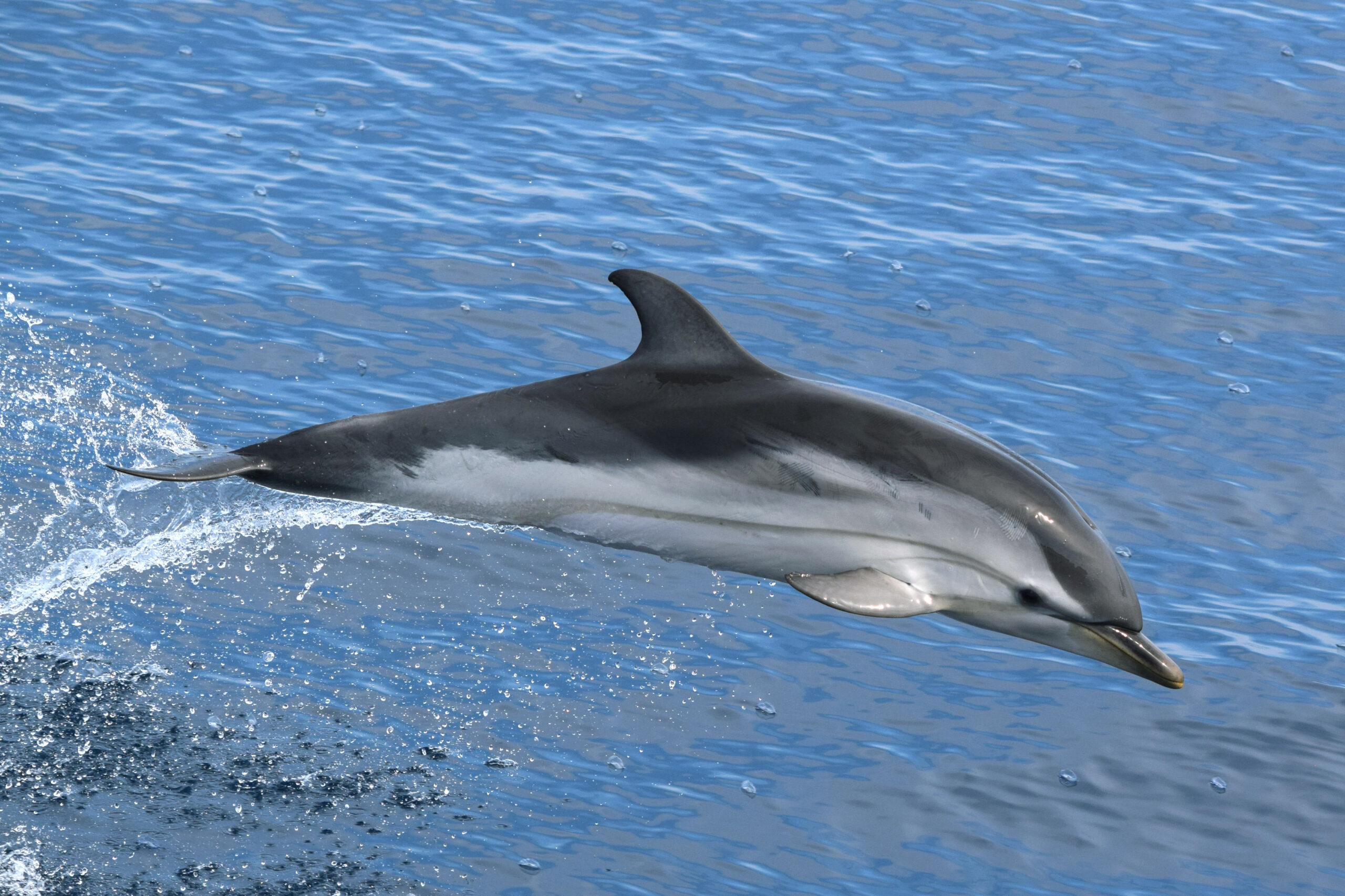 Dolfijnen spotten bij Mallorca: kans, plek en regels 1 Gestreepte dolfijn (Stenella coeruleoalba), de tweede vaste dolfijnensoort in de Balearische zee