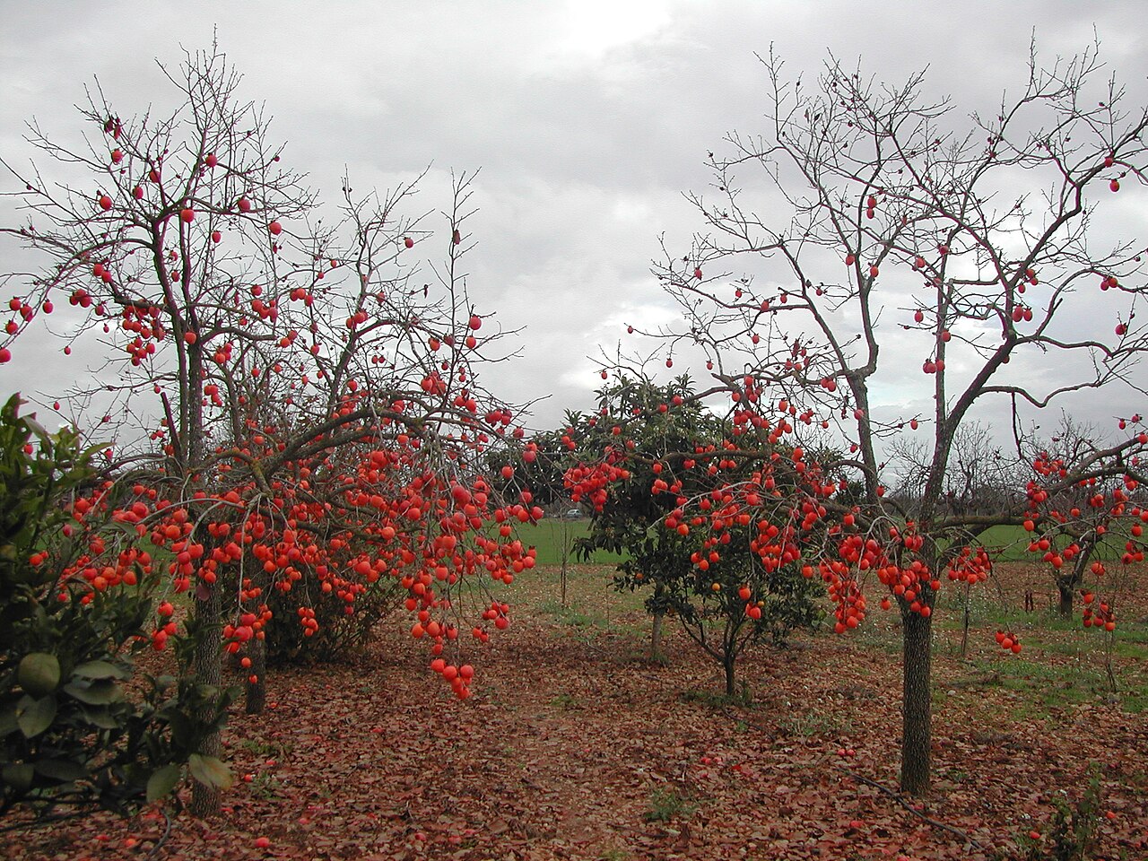 De goedkoopste maand voor de Balearen 5 Kakibomen vol oranje vruchten in de late herfst bij Binissalem op Mallorca