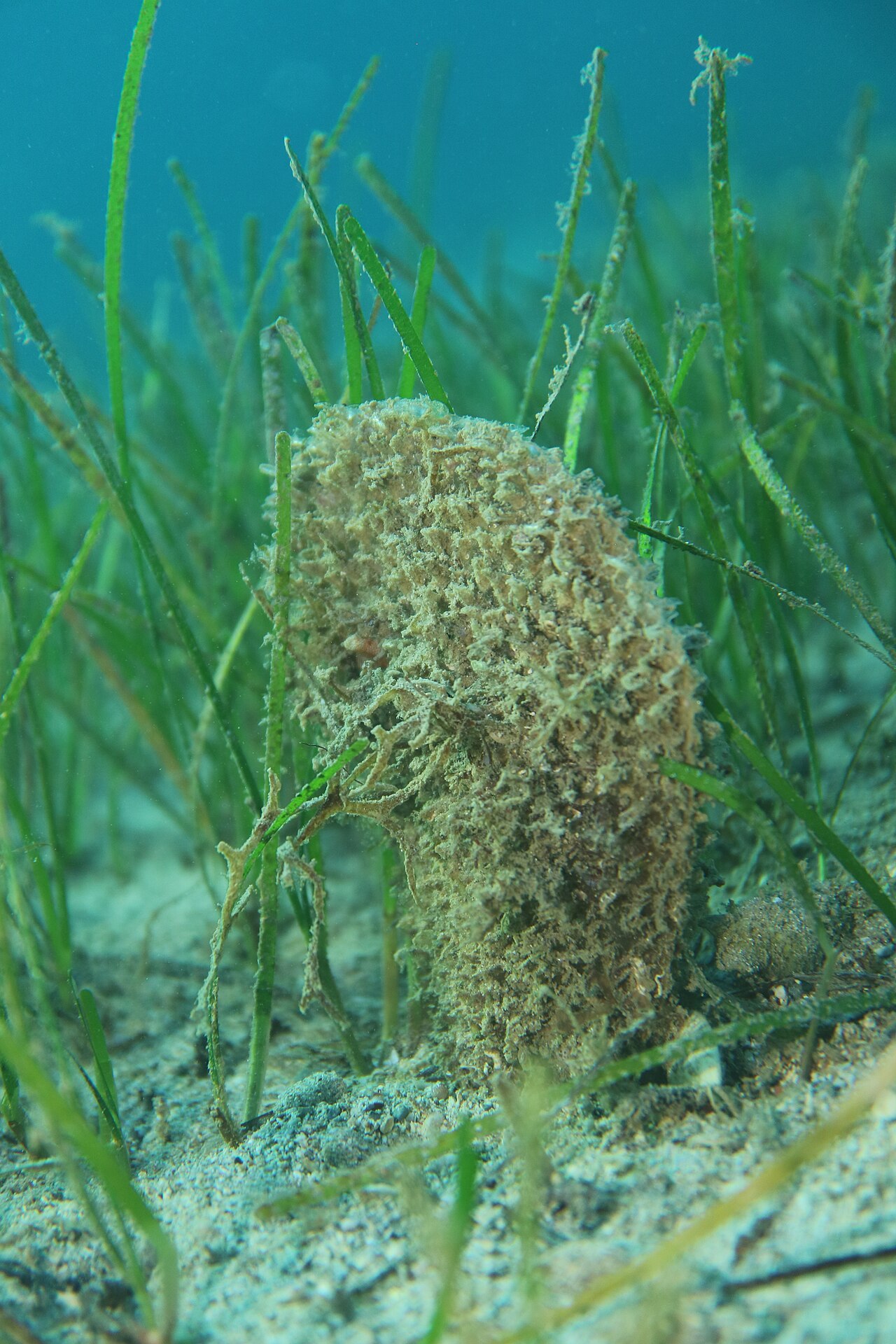 Een grote steekmossel rechtop in een veld zeegras