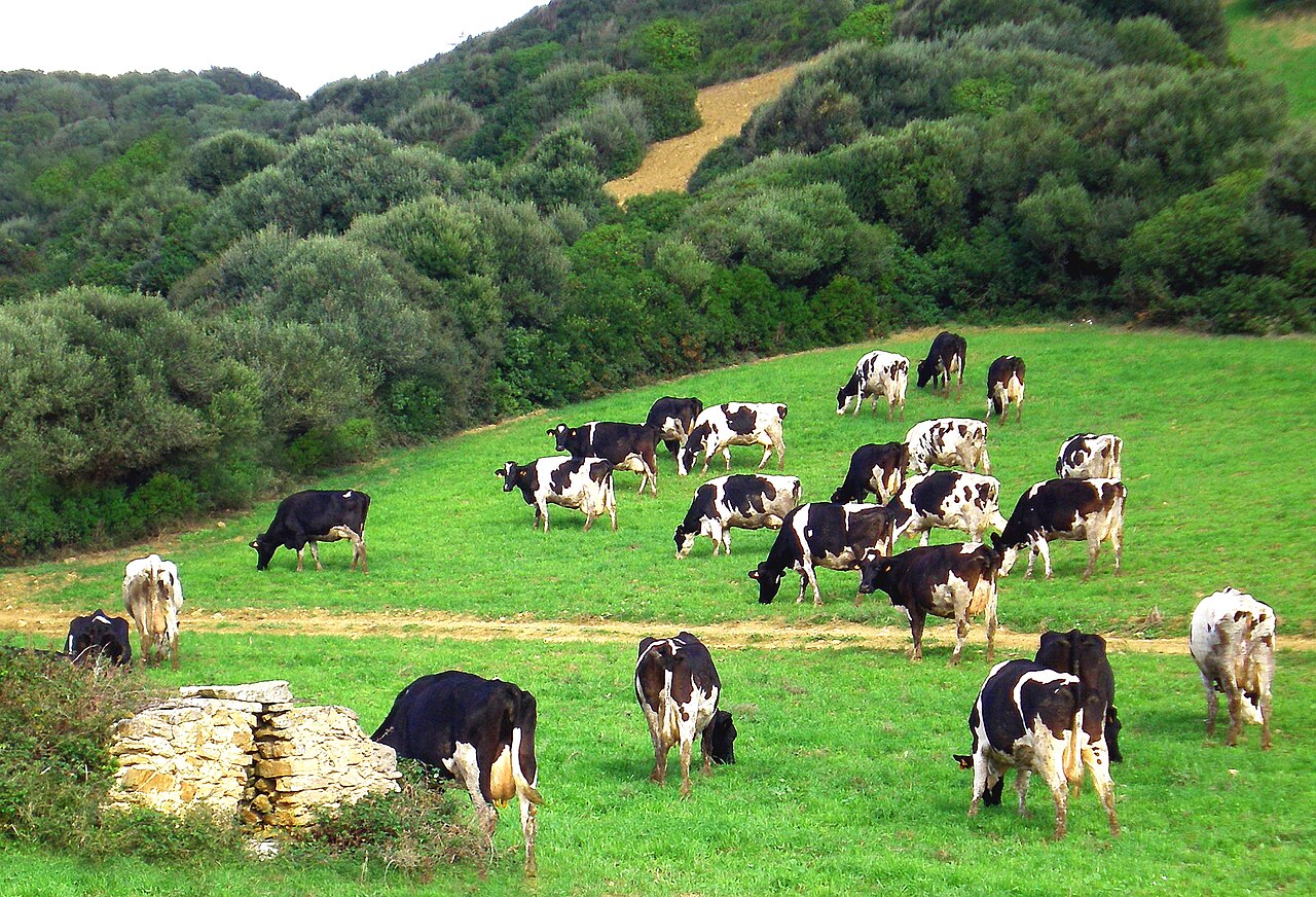Hoe groot is Menorca? Oppervlakte, afmetingen en rijtijden 8 Koeien op de westflank van El Toro, midden in het groene binnenland
