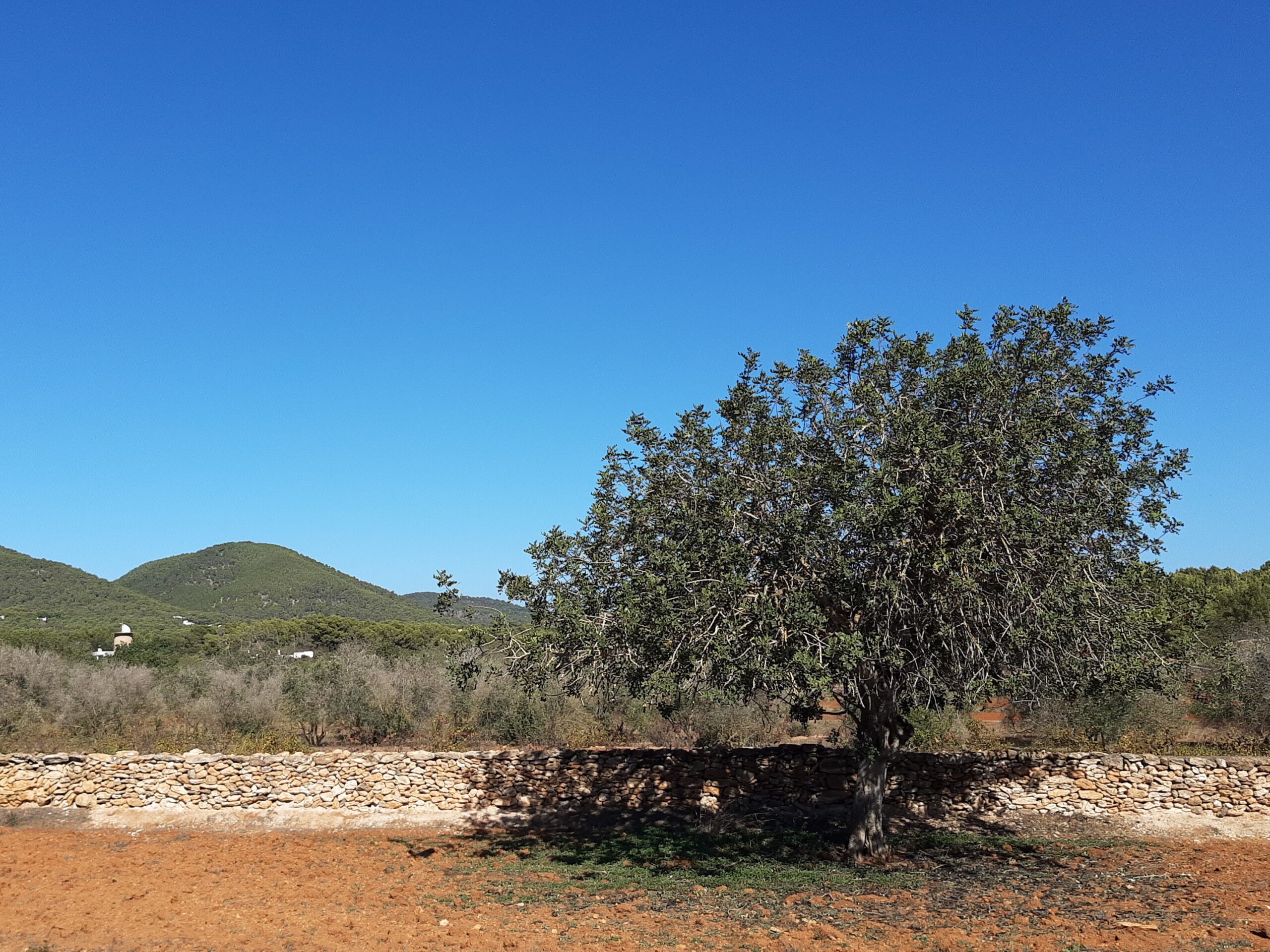 Veld met een boom en een droge stenen muur in het binnenland bij Sant Carles op Ibiza