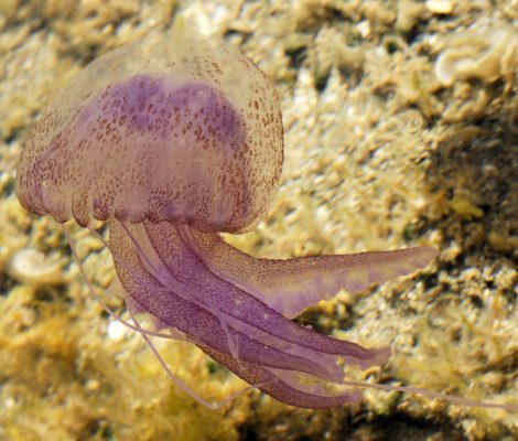 Parelkwal of paarse kwal (Pelagia noctiluca) met paarse, gestippelde schijf en lange tentakels boven een rotsbodem