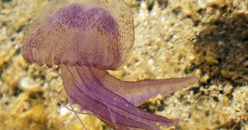 Parelkwal of paarse kwal (Pelagia noctiluca) met paarse, gestippelde schijf en lange tentakels boven een rotsbodem