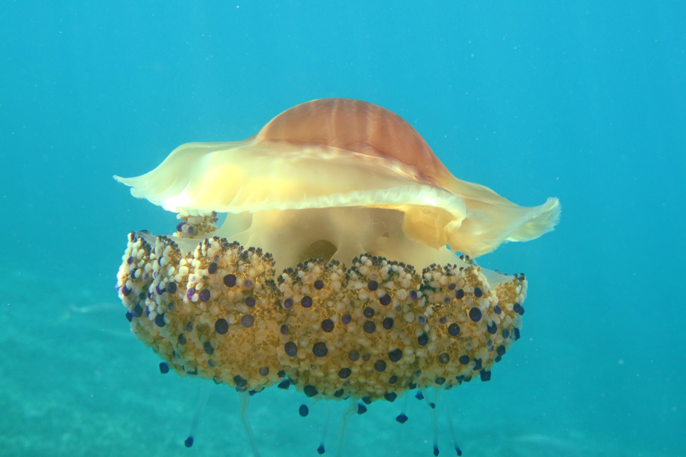 Kwallen op Ibiza: soorten, kwallenvlag, app en eerste hulp bij een beet 2 Spiegeleikwal (Cotylorhiza tuberculata) met geelbruine koepel en korte gestippelde armen in blauw water