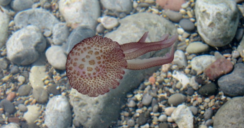Parelkwal (Pelagia noctiluca) in helder ondiep water boven kiezels in Cala Tuent op Mallorca