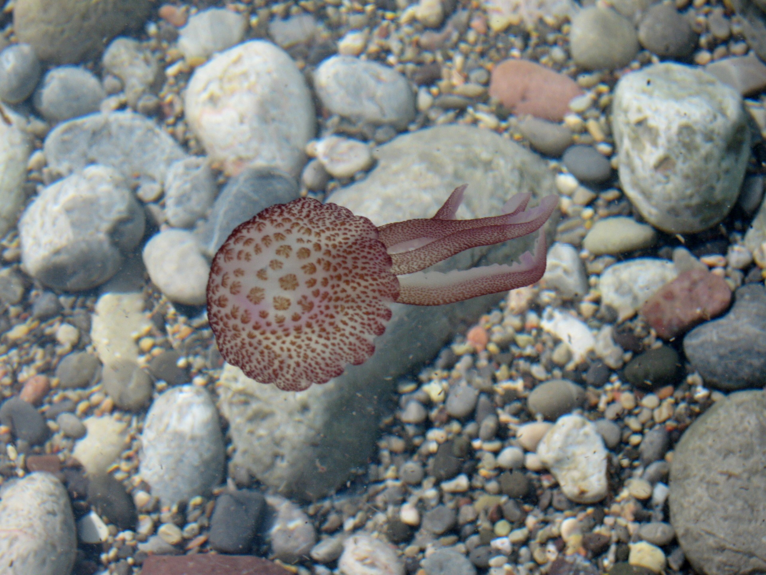 Parelkwal (Pelagia noctiluca) in helder ondiep water boven kiezels in Cala Tuent op Mallorca
