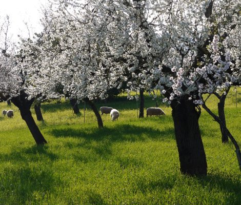 Bloeiende amandelbomen met grazende schapen in een boomgaard bij Alaró op Mallorca