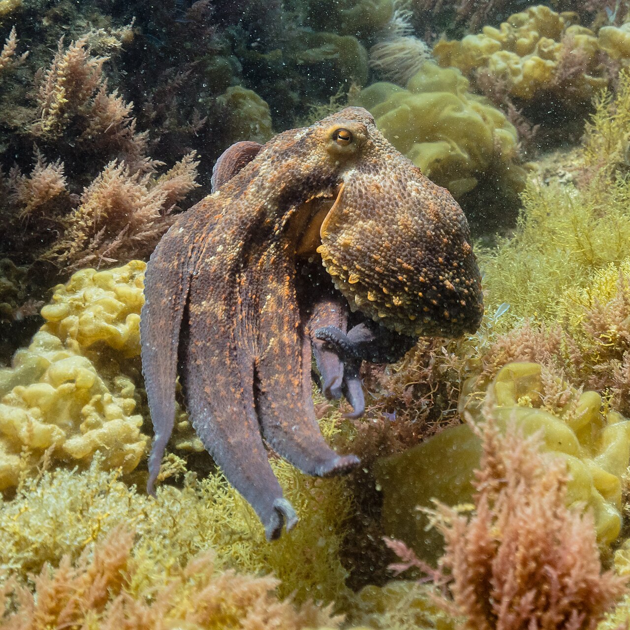 Octopus tussen de rotsen in de Middellandse Zee