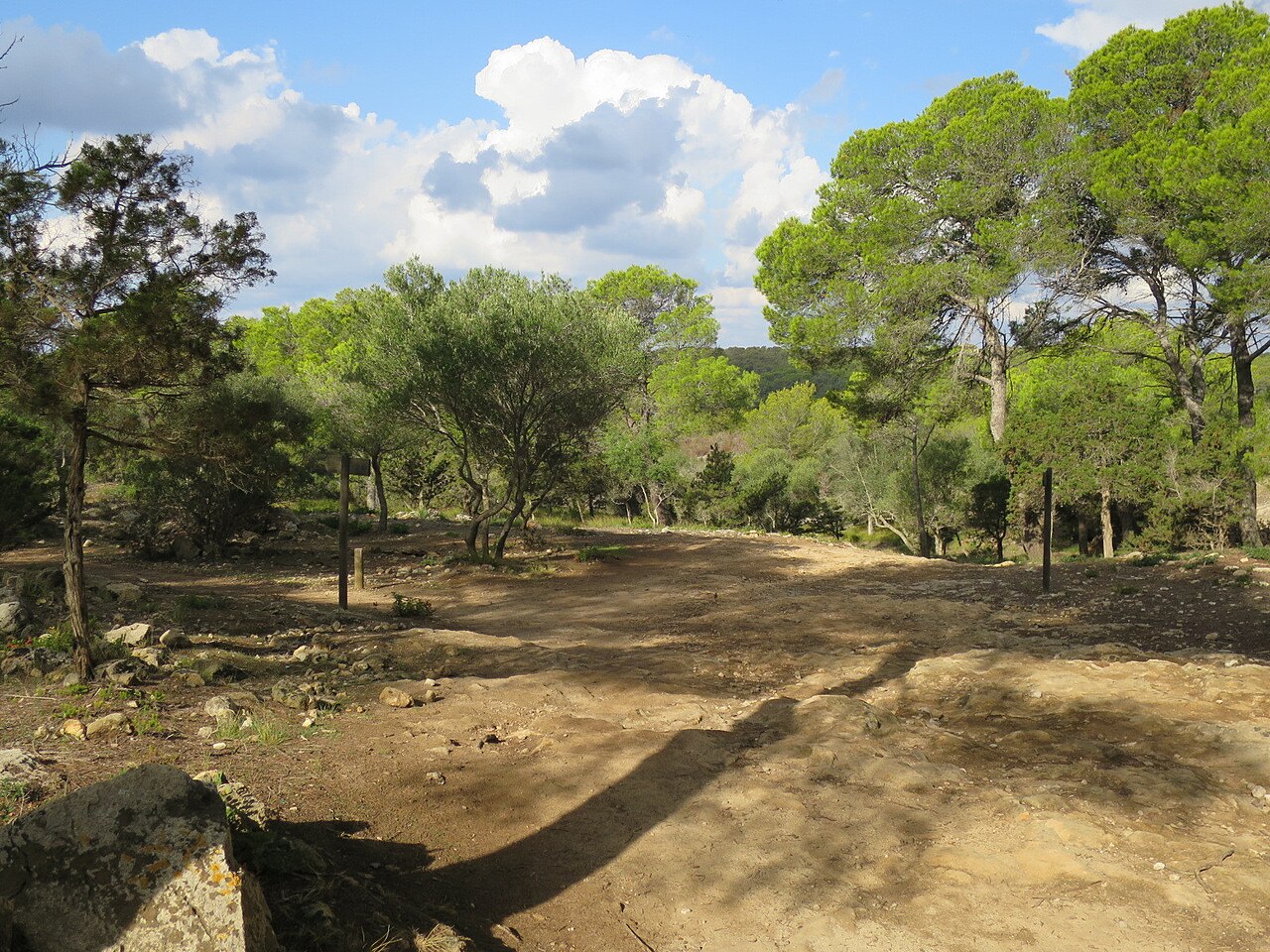 Onverhard terrein onder pijnbomen op weg naar Cala Macarelleta op Menorca
