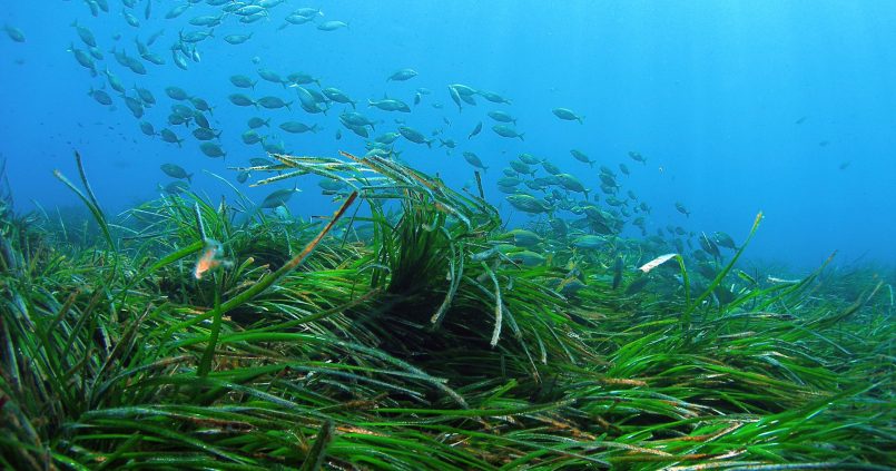 School salpa's boven een groen posidoniaveld in helder blauw water bij Cala Vedella op Ibiza