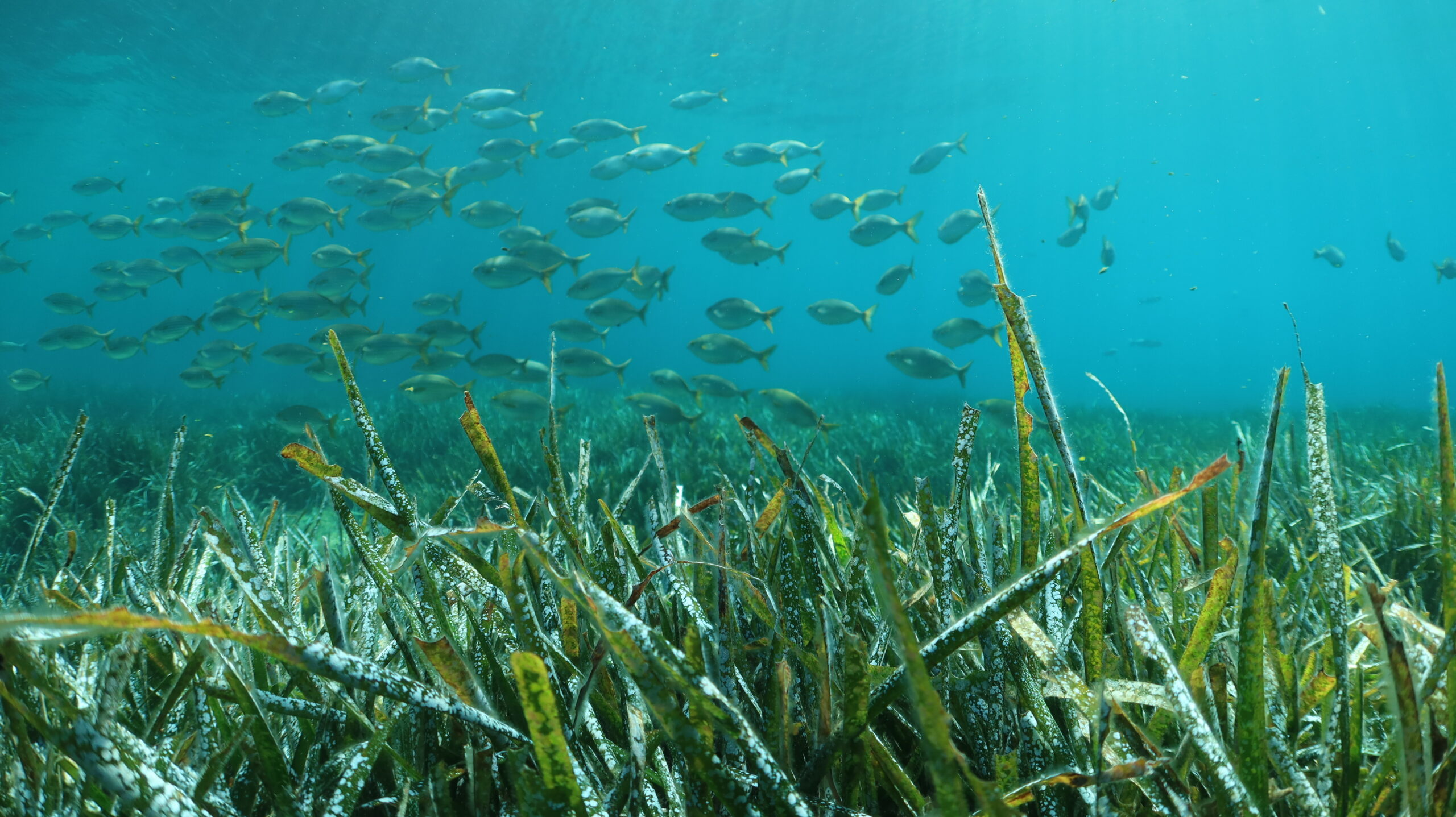 Een veld van Posidonia oceanica onder water met een school vissen, hetzelfde zeegras dat de baaien van Mallorca helder houdt