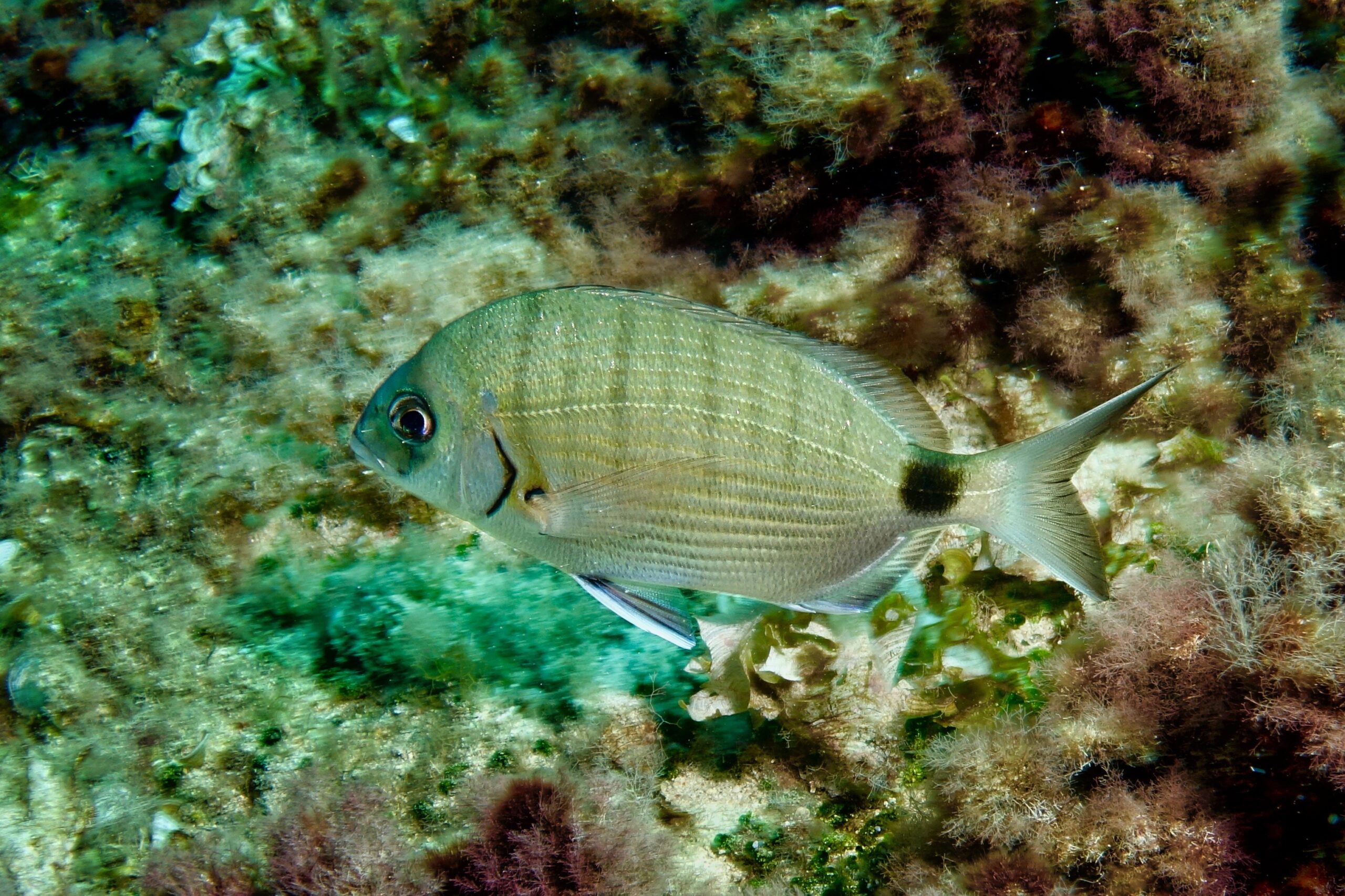 Sargo (Diplodus sargus), een zeebrasem die veel voorkomt bij het snorkelen op Mallorca, hier gefotografeerd bij Porto Petro
