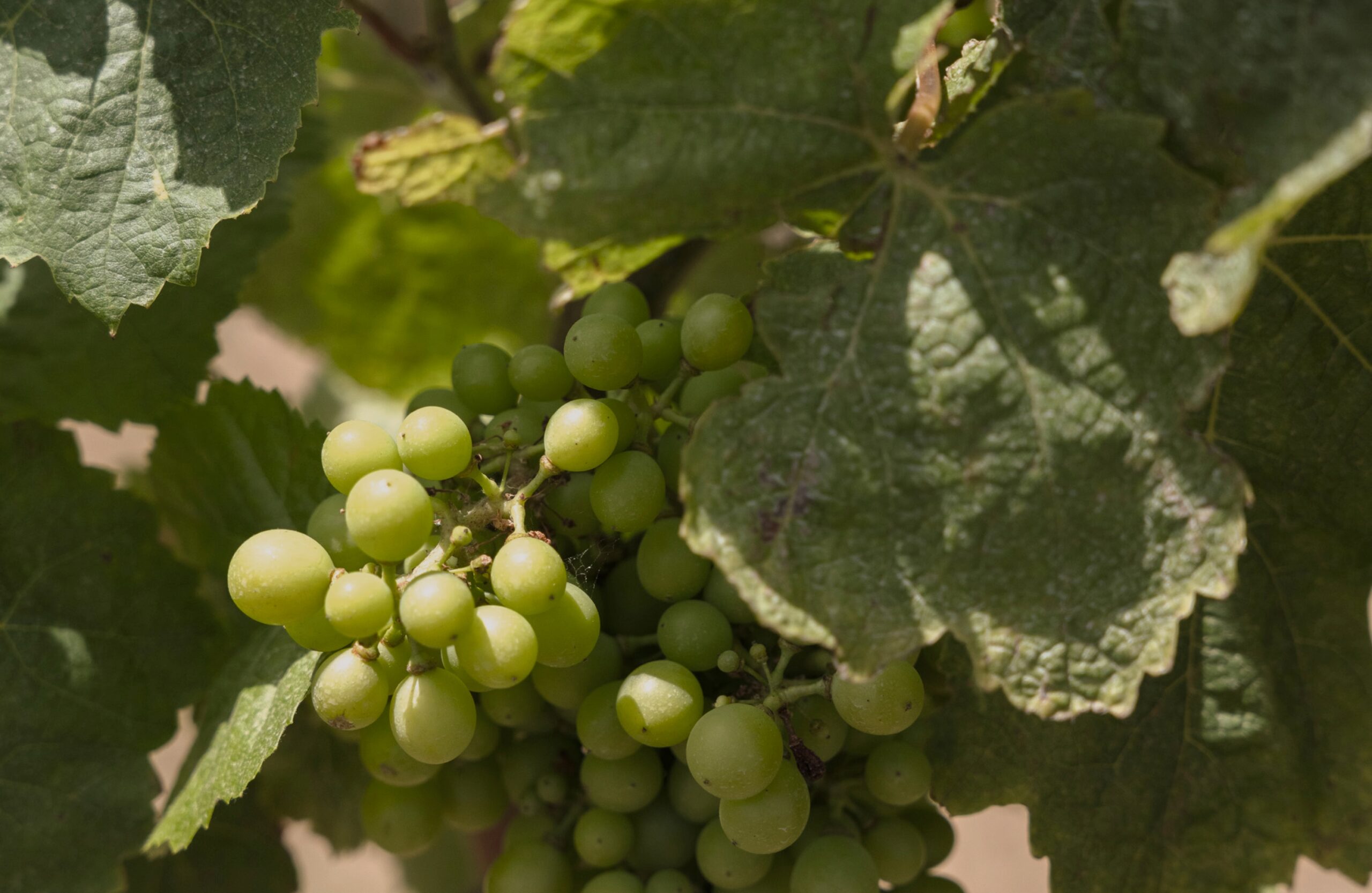 Druiventrossen aan de wijnstok in de wijngaard van Torralbenc