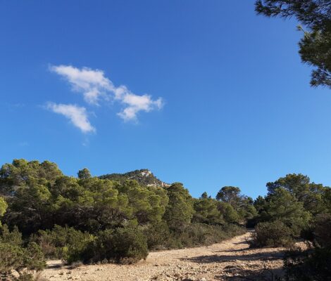 Onverhard wandelpad door laag struikgewas met uitzicht over de zuidwestkust van Ibiza
