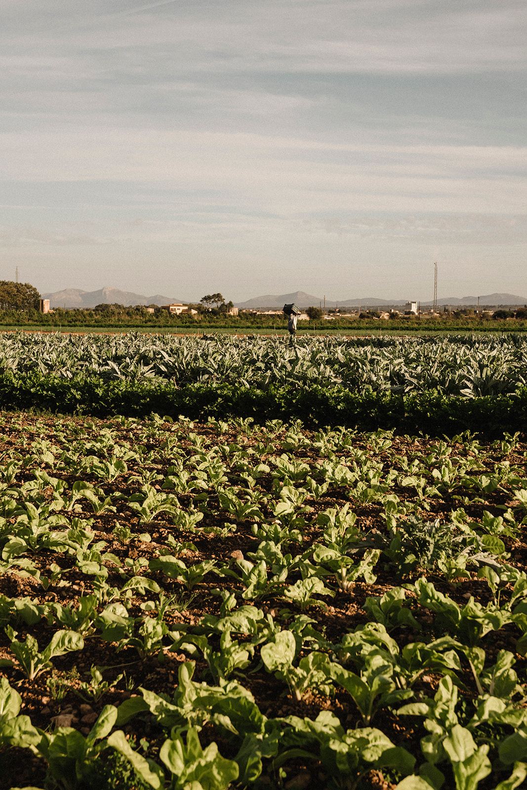 Andana Palma: eten in het eerste treinstation van Mallorca 7 De moestuin van Andana in Sa Pobla met rijen spinazie en artisjokken en de bergen van Mallorca aan de horizon